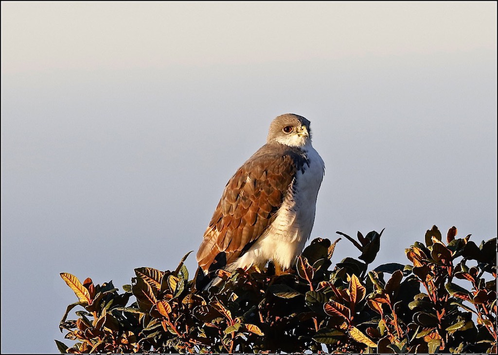 Variable Hawk