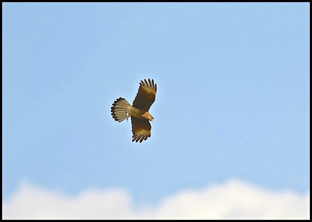 Variable Hawk