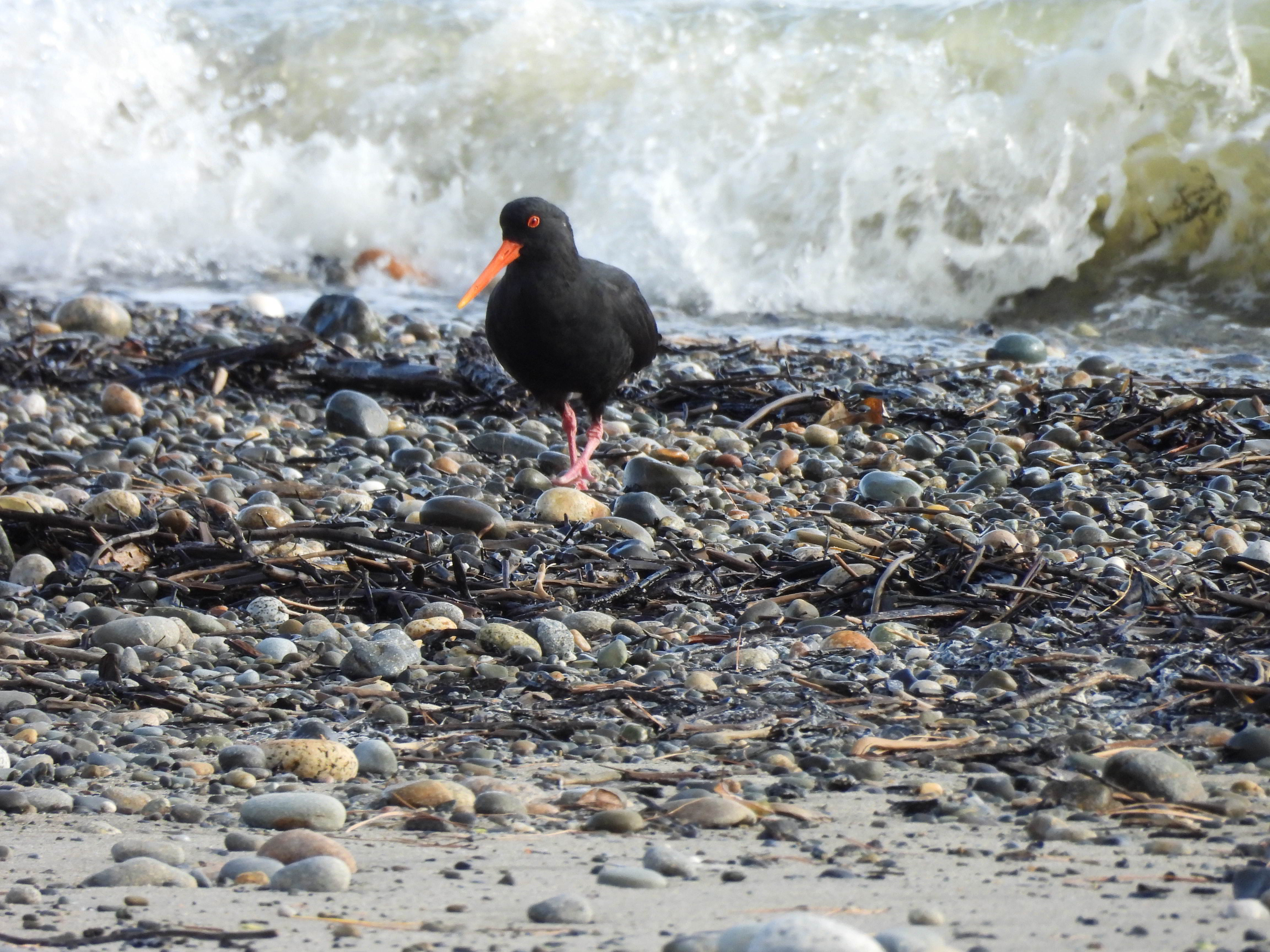 Variable Oystercatcher
