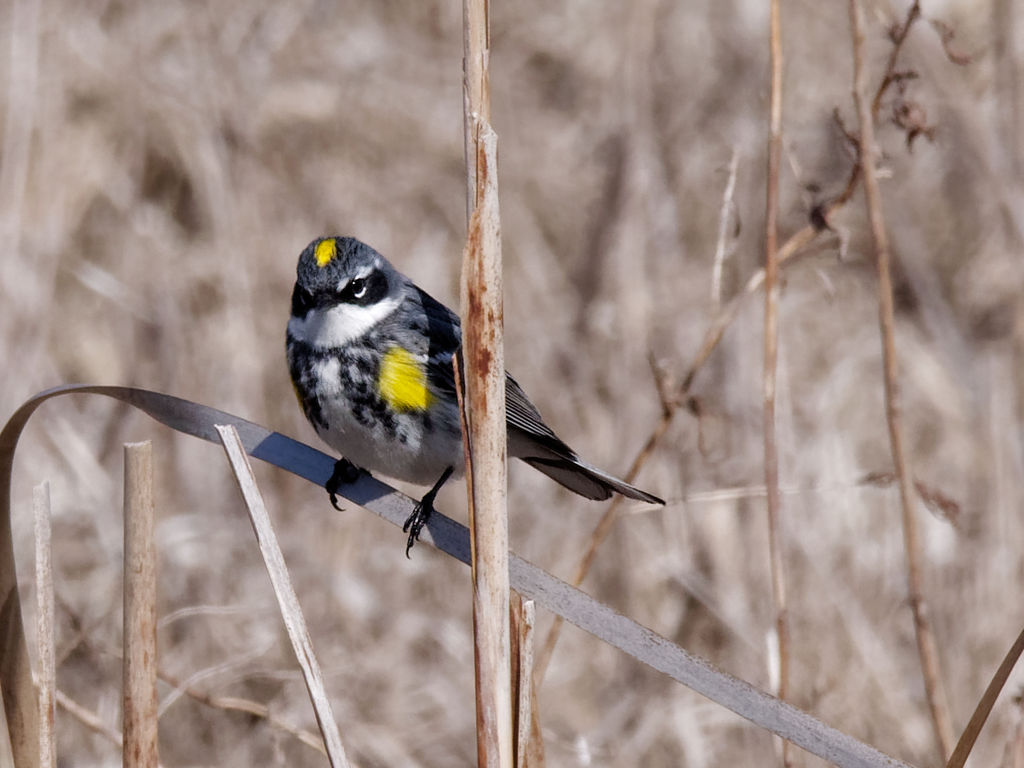 Variations on a theme 1 - Male Yellow-rumped Warbler