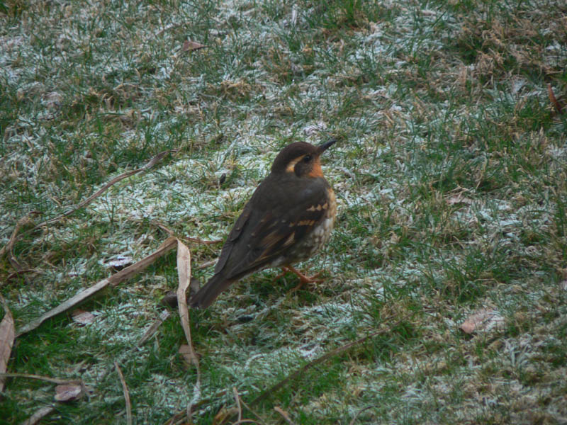 Varied Thrush, female