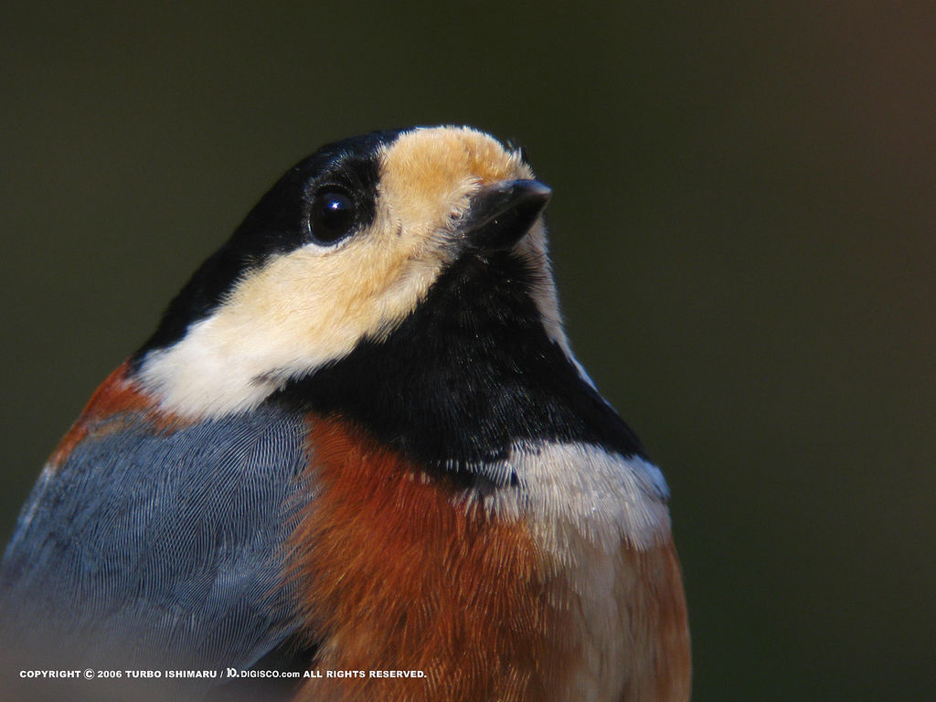 Varied Tit