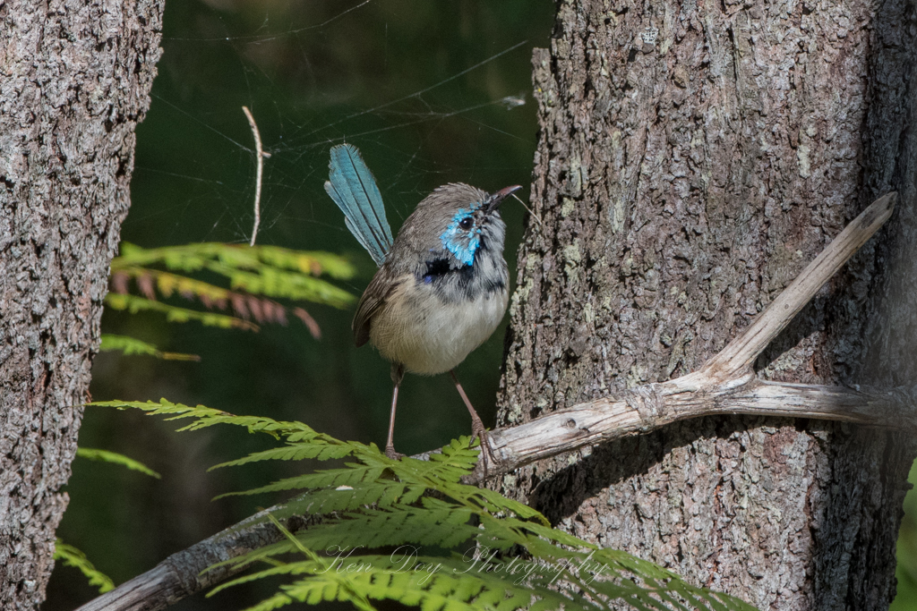 Variegated Fairy-wren