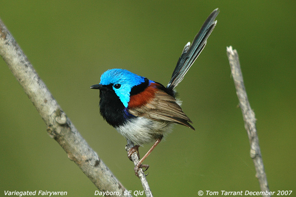 Variegated Fairywren