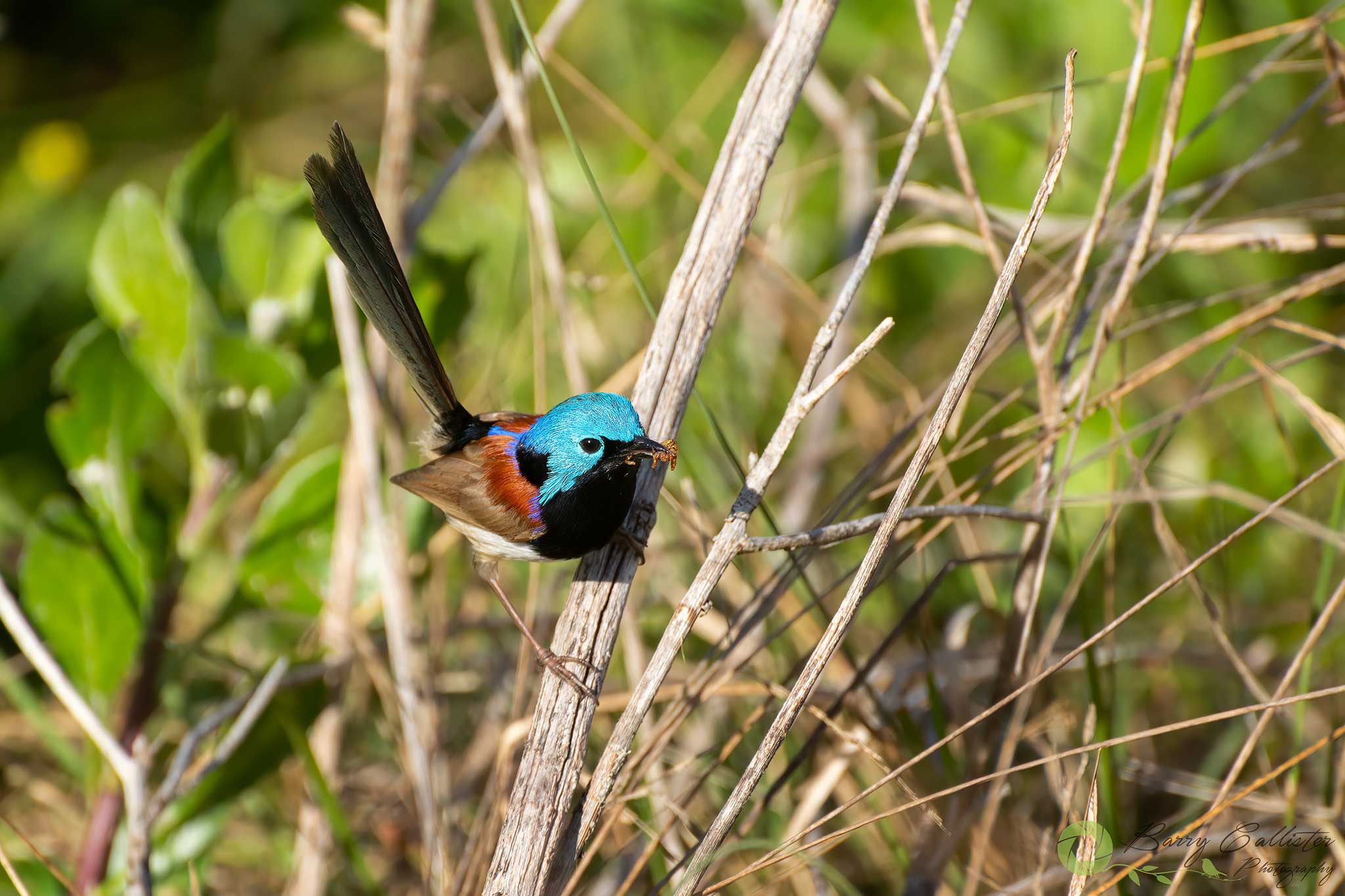 Variegated Fairywren