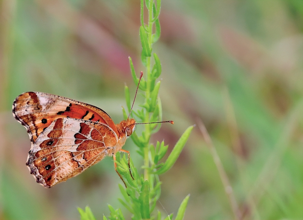 Variegated Fritillary (closed-wing).jpg