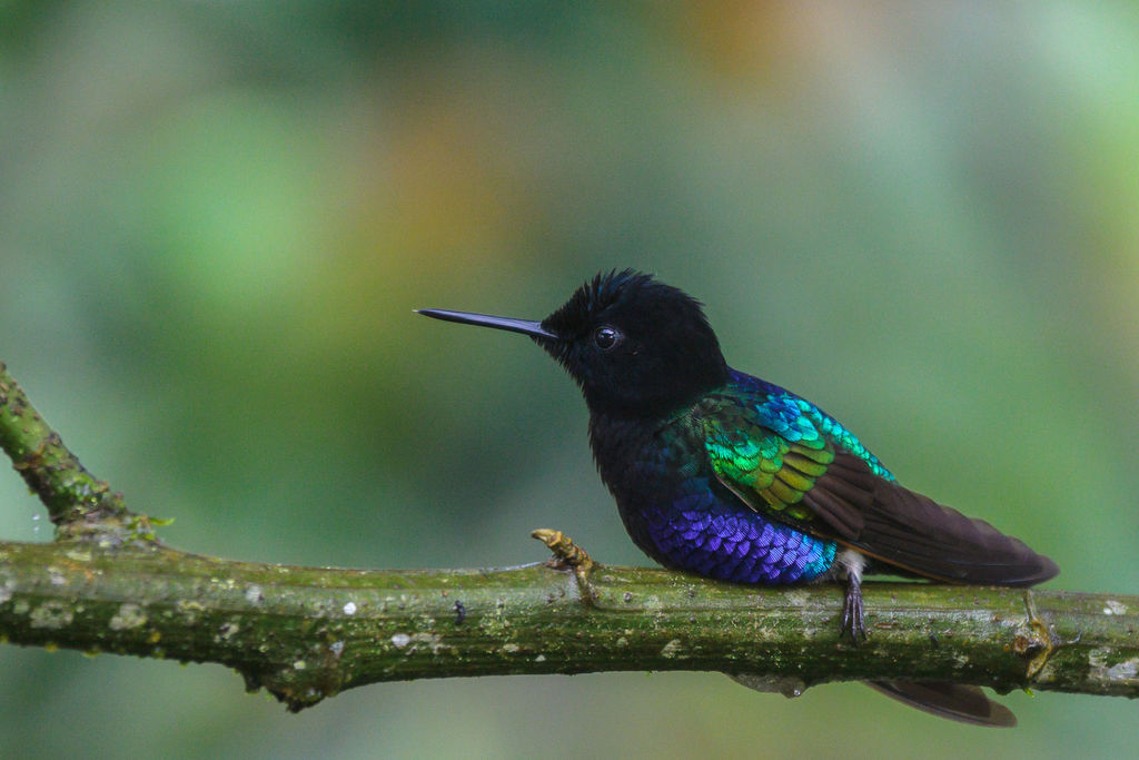 Velvet-purple Coronet