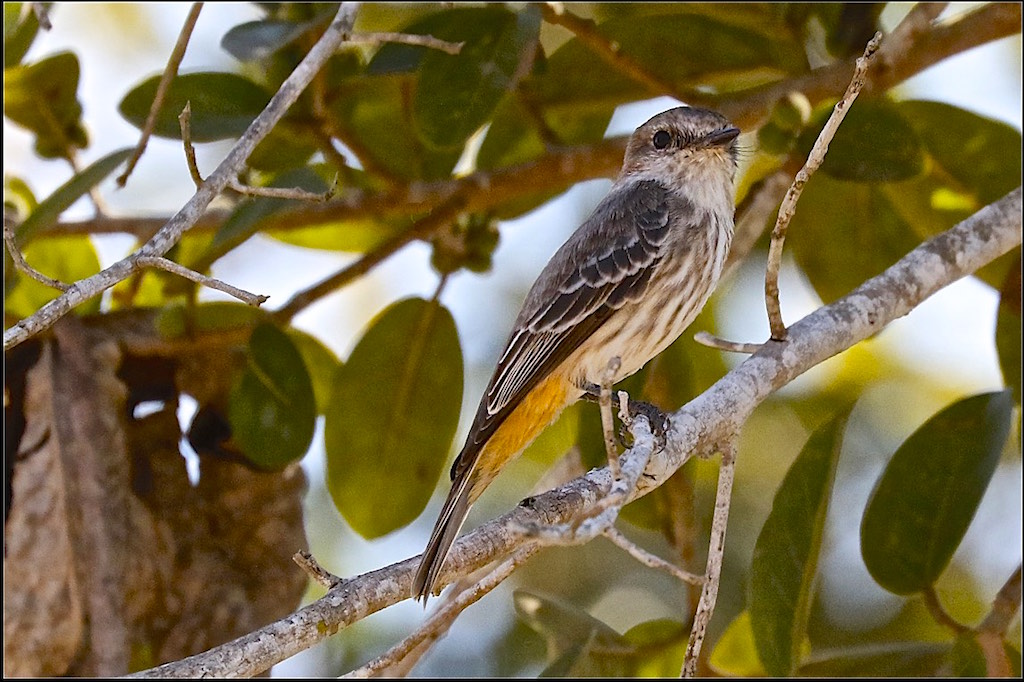 Vermilion Flycatcher (female)