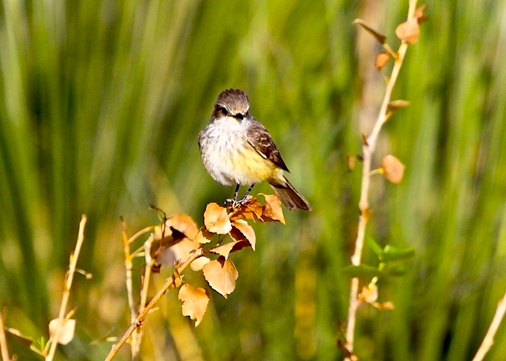 Vermilion Flycatcher (juvenile female)