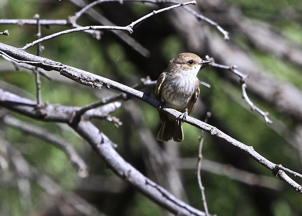 Vermilion Flycatcher (juvenile male)