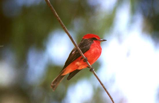 Vermilion Flycatcher