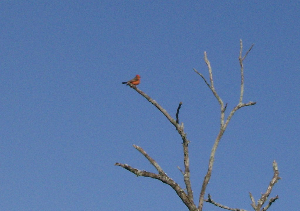 Vermilion Flycatcher