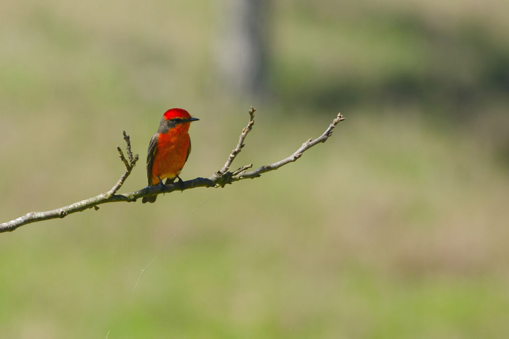 Vermilion Flycatcher