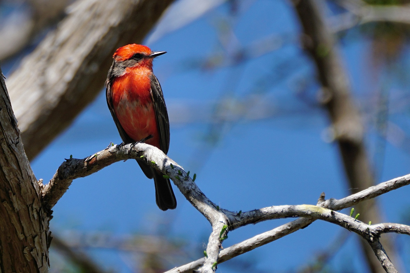 Vermilion flycatcher