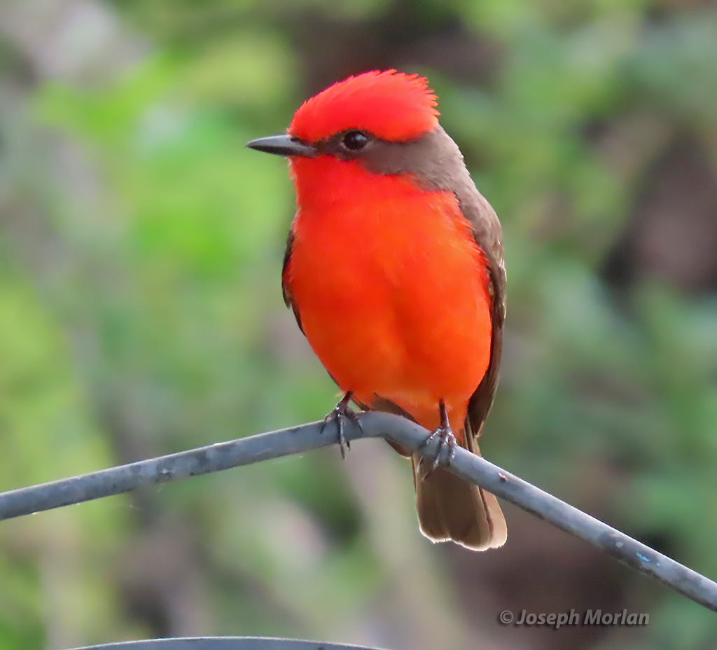 Vermilion Flycatcher