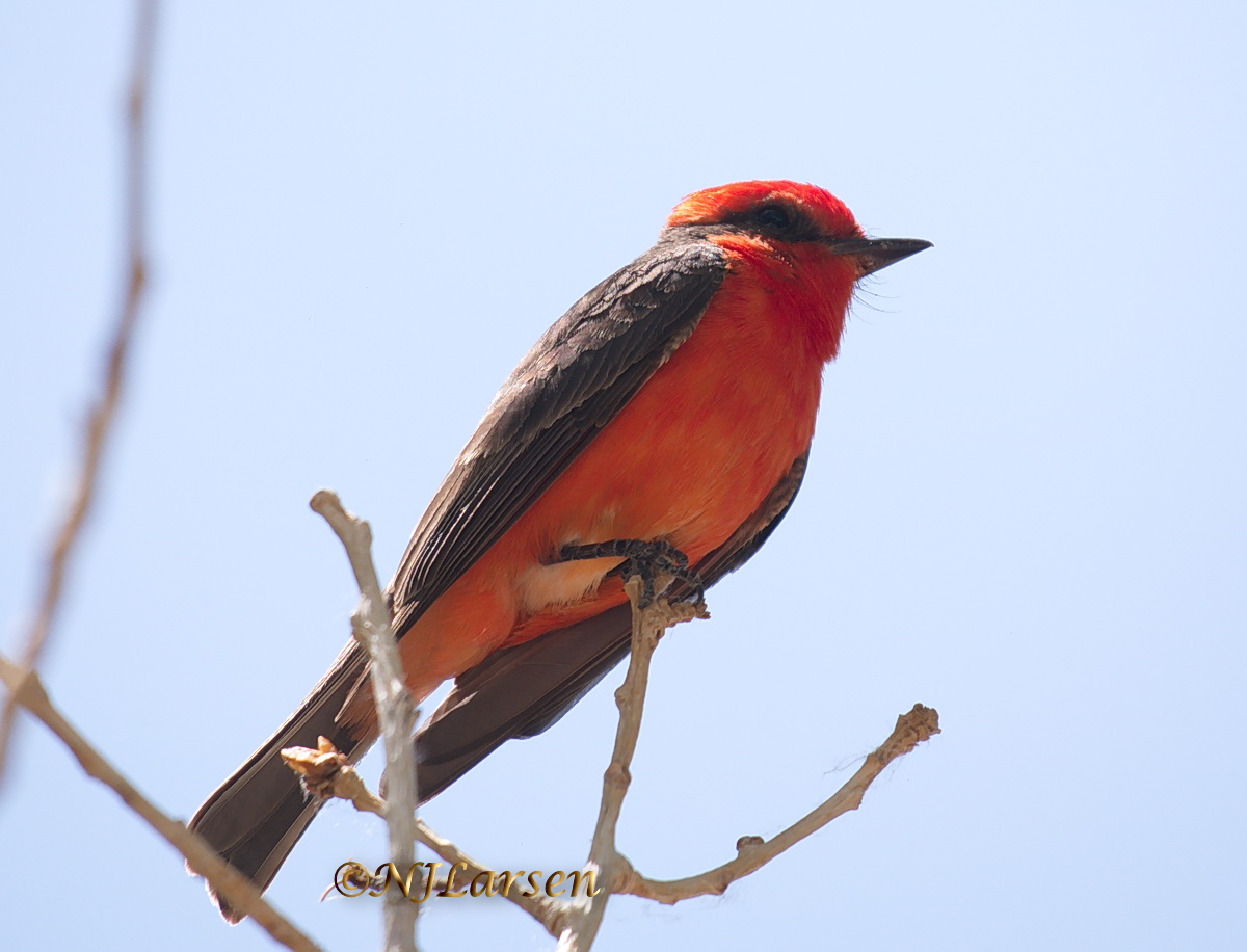 Vermilion Flycatcher