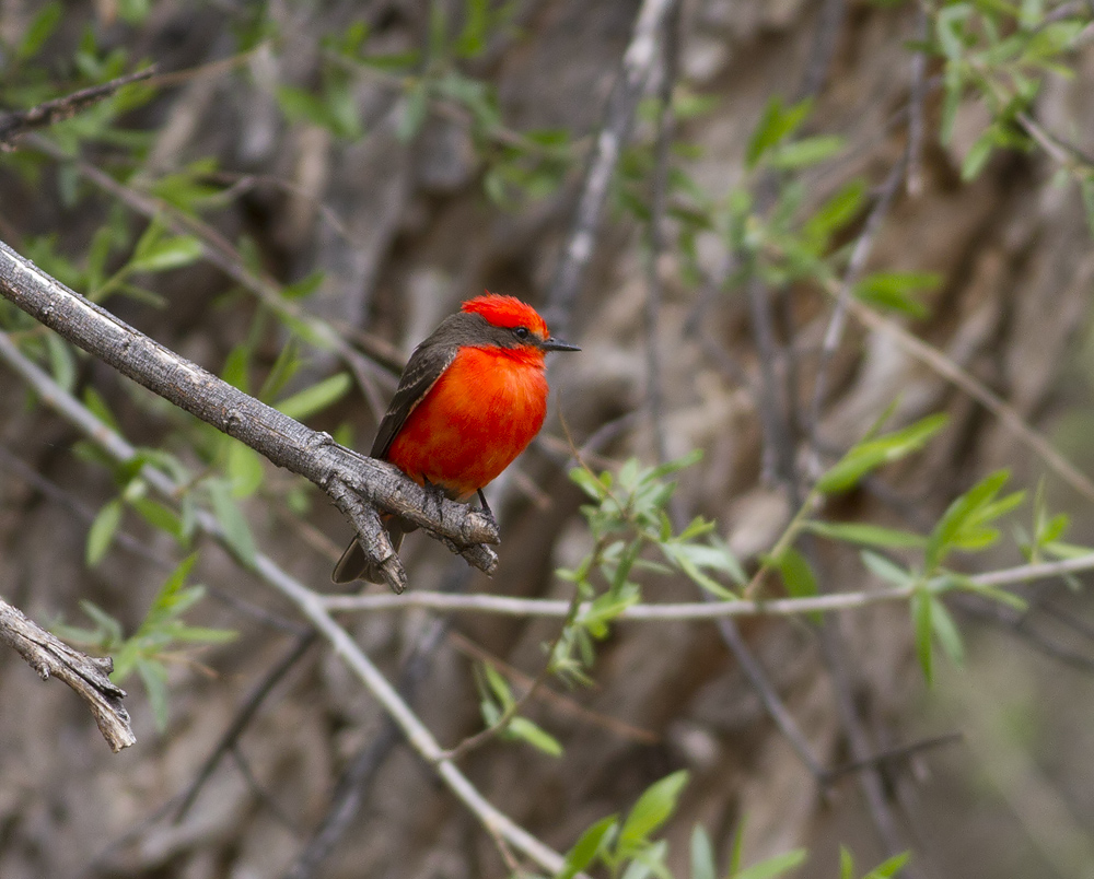 Vermillion Flycatcher