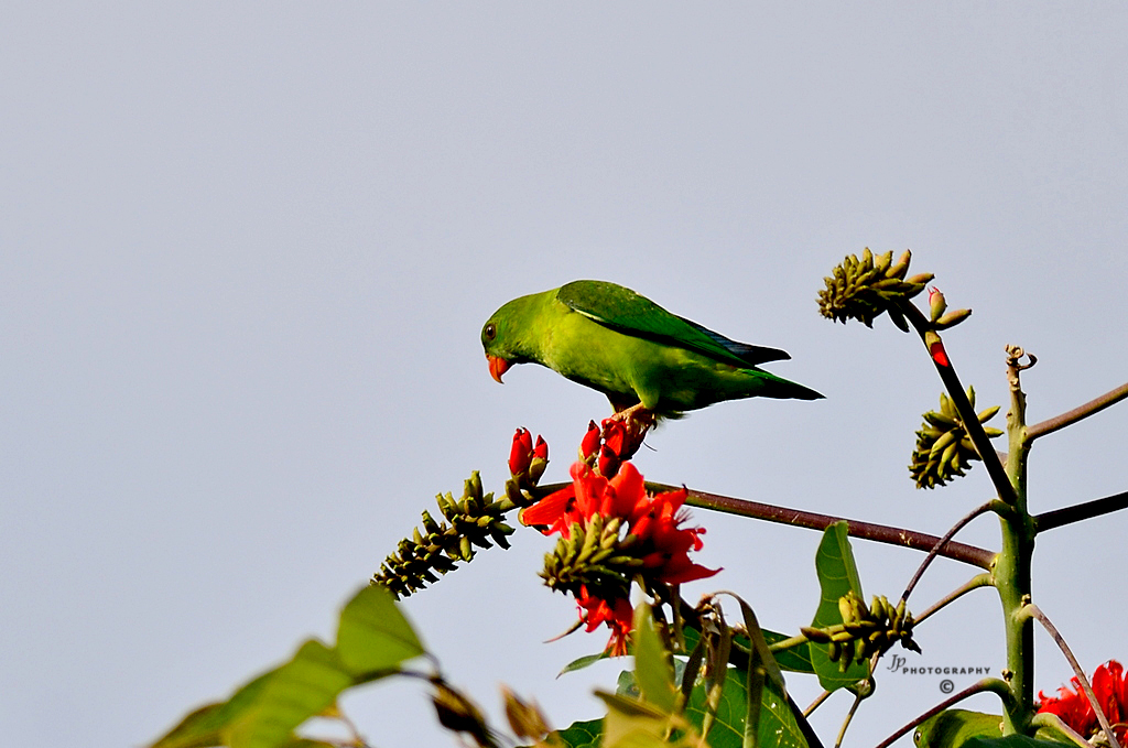 Vernal Hanging Parrot