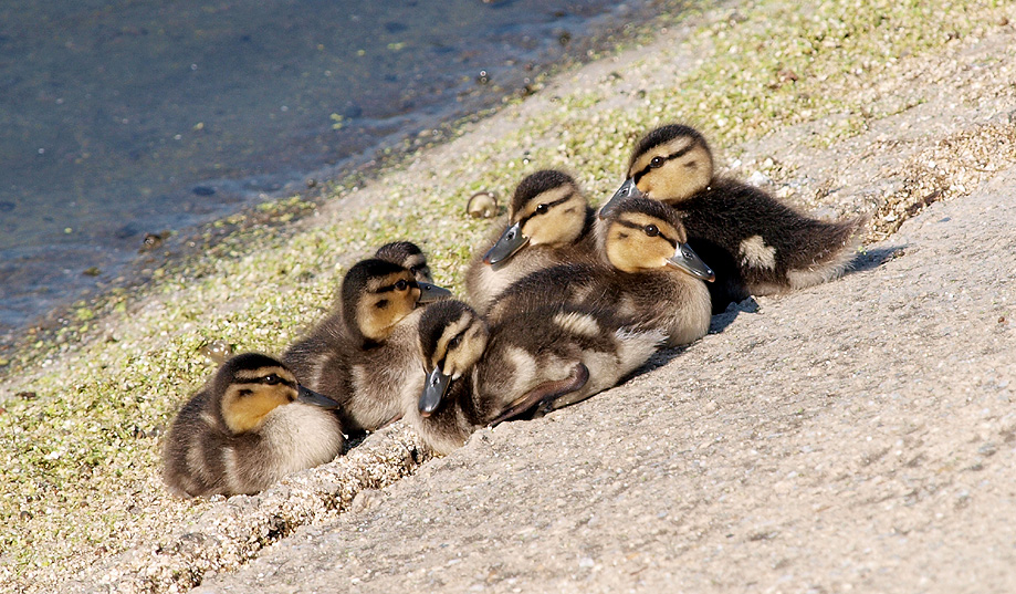 Very Young Mallards