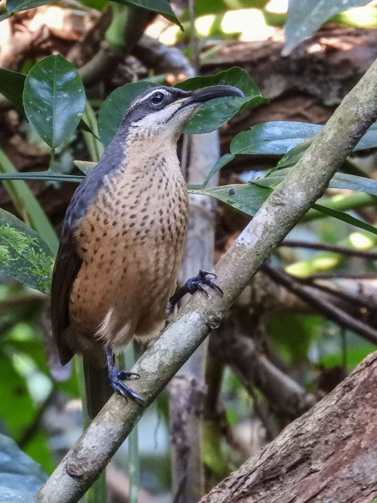 Victoria's Riflebird