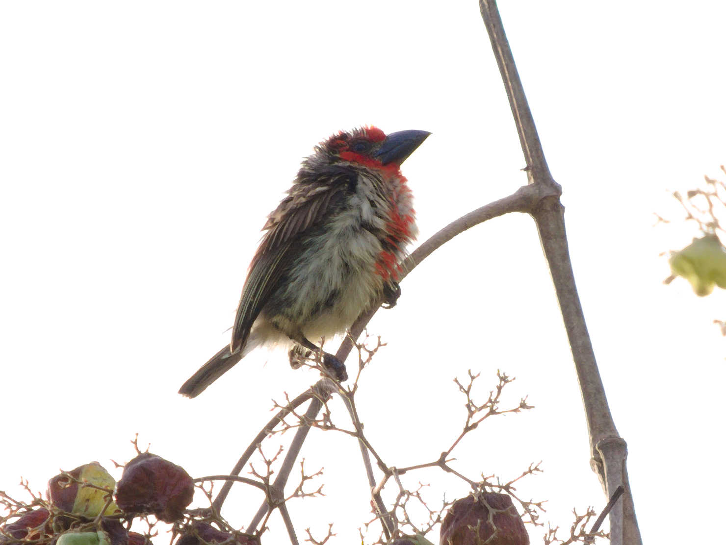 Vieillots Barbet 1.jpg