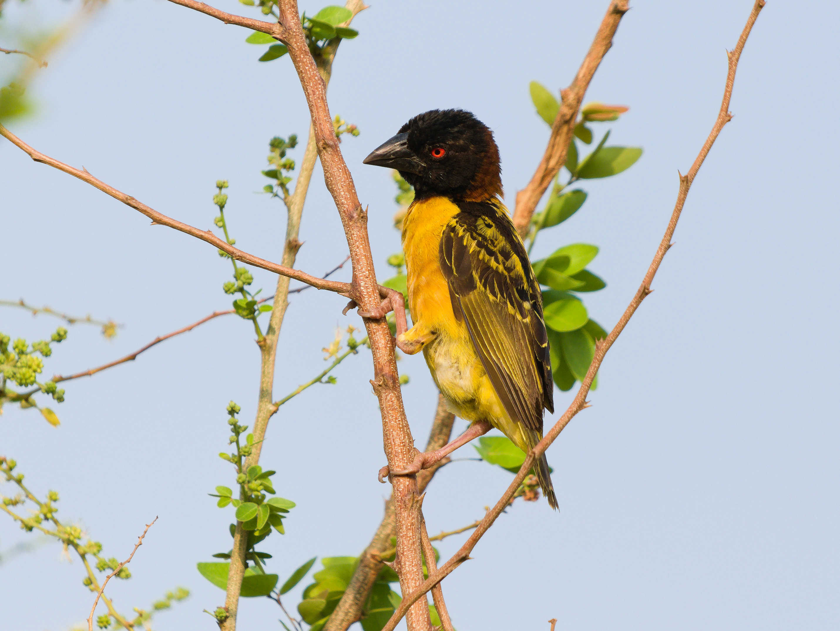 Village Weaver 13.jpg