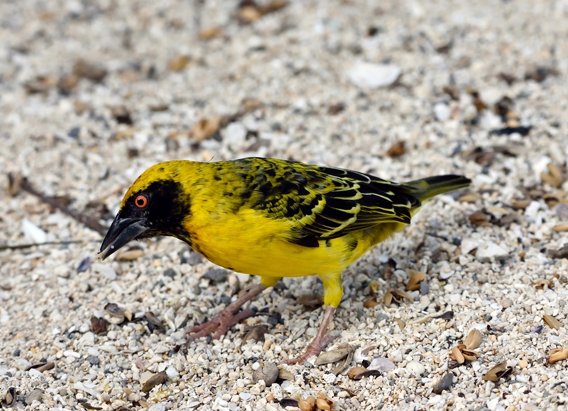 Village Weaver