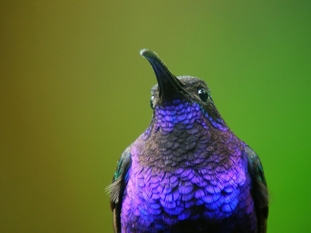 Violet Sabrewing