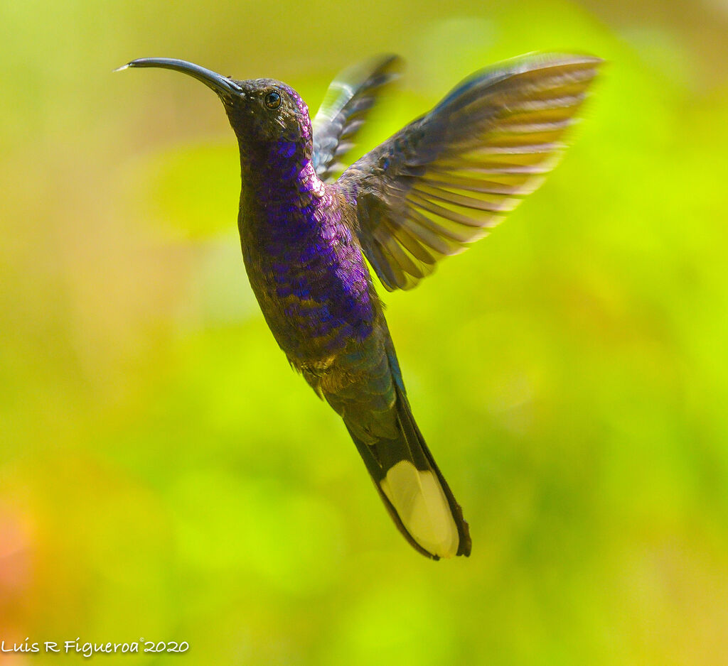 Violet Sabrewing