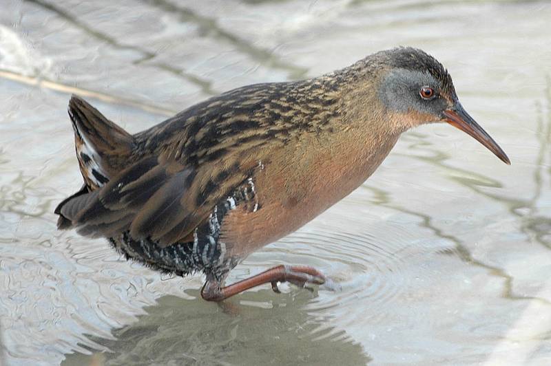 Virginia Rail