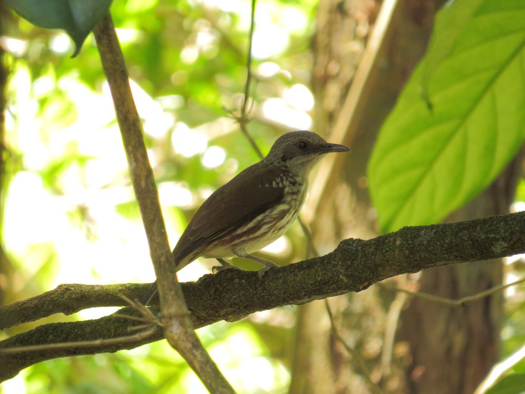 Visayan Rhabdornis