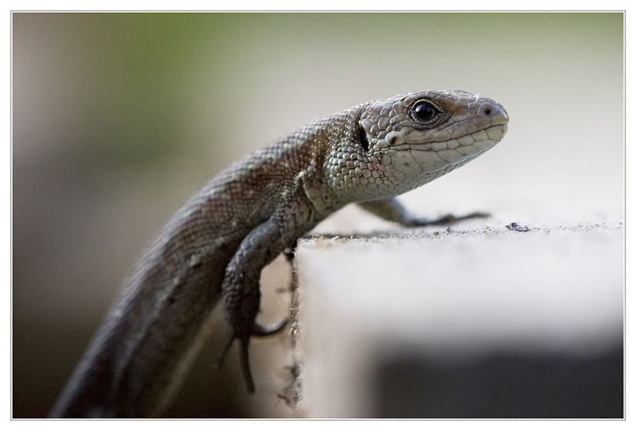 Viviparous Lizard