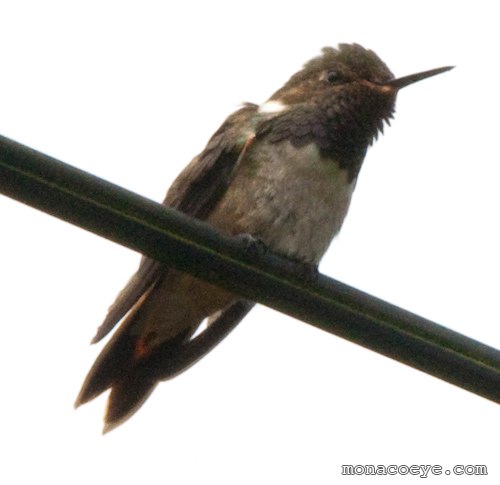 volcano hummingbird