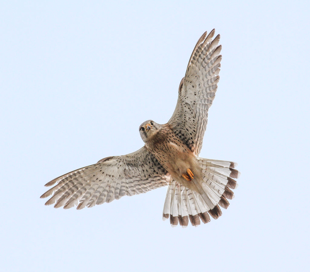 Vole's Eyeview