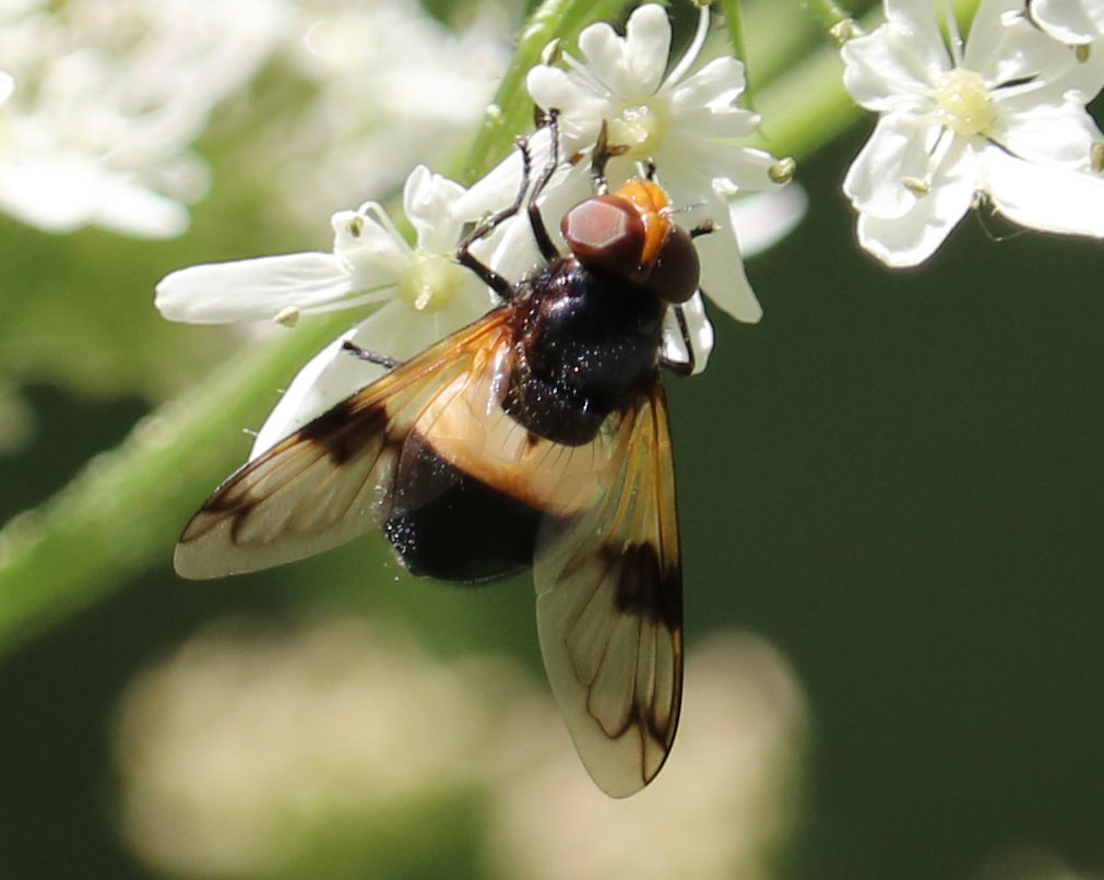 Volucella pellucens - Hoverfly