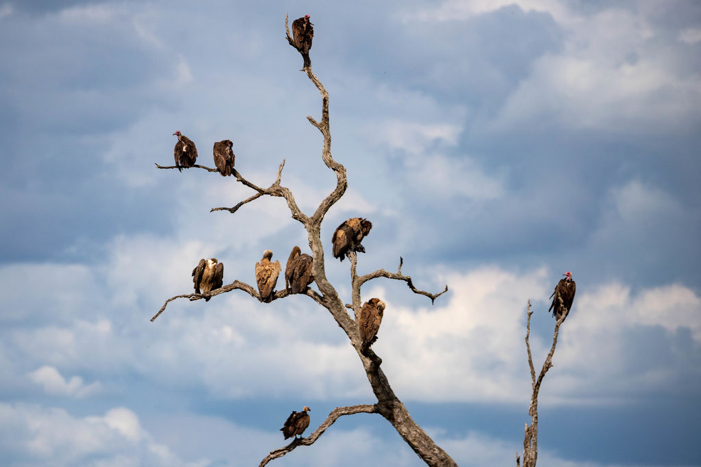 Vulture  tree
