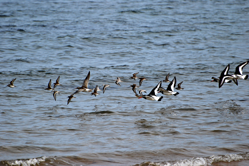 Wader group at Embo Beach