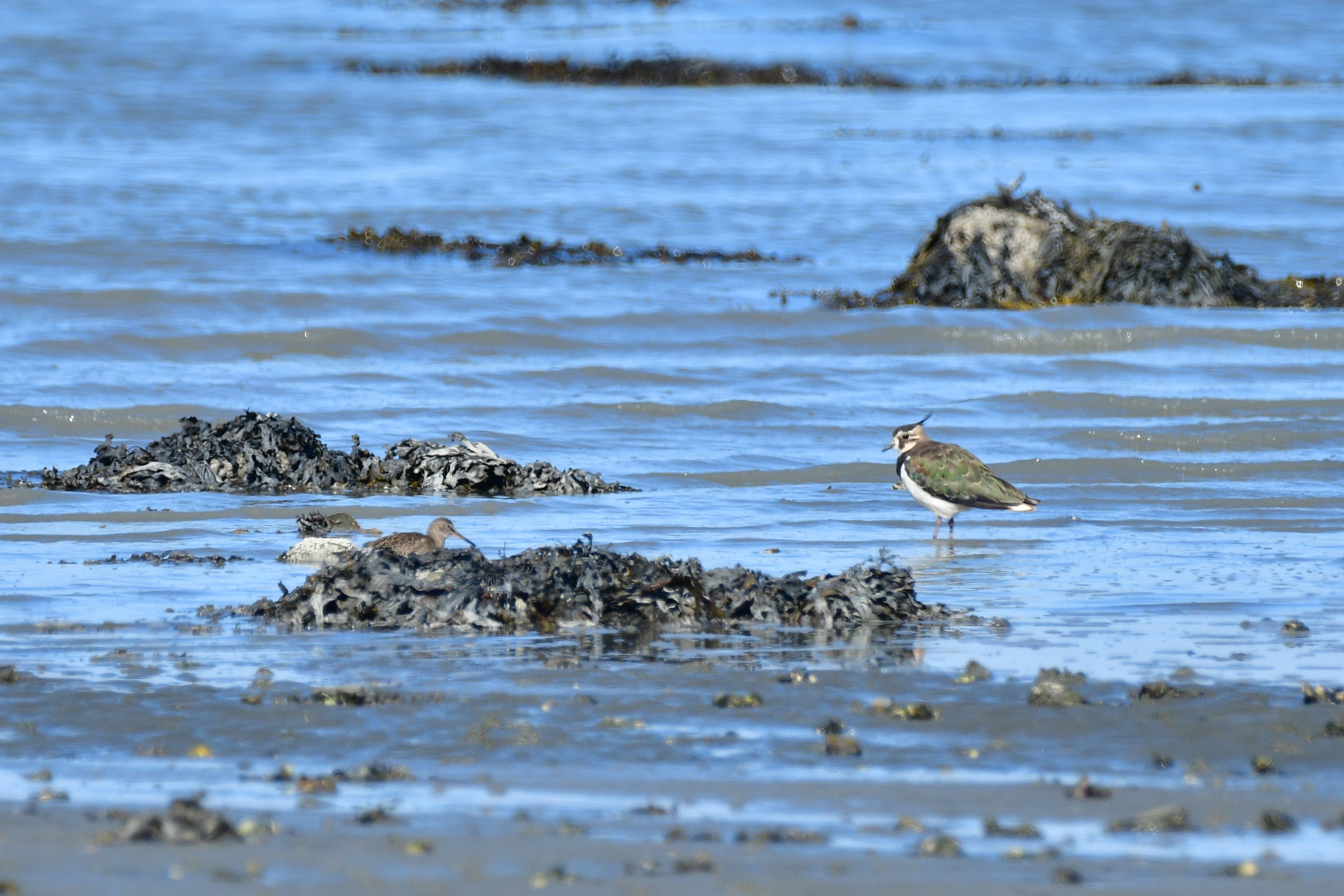 Waders coming through!