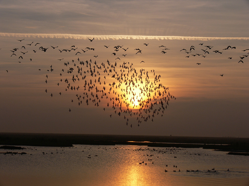 Waders In Flight On a Winter sky