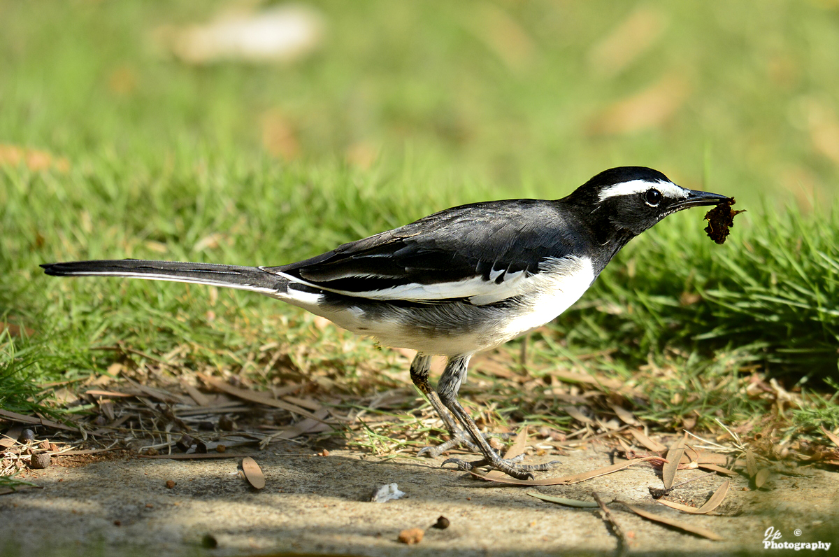 Wagtail