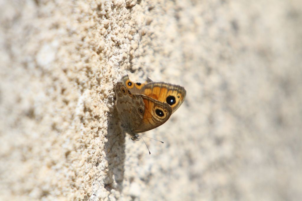 Wall Brown Butterfly