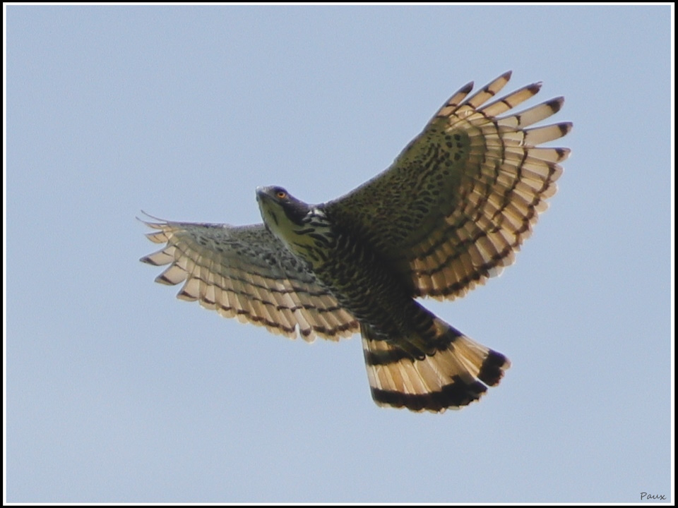 Wallace's Hawk-Eagle in flight