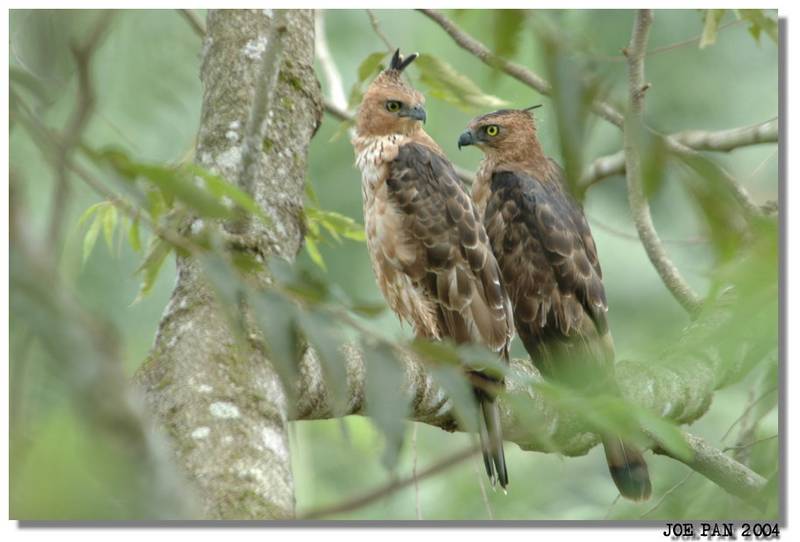 Wallace's Hawk Eagle Pair