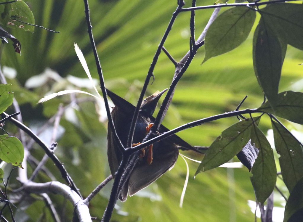 Wallace's StandardWing