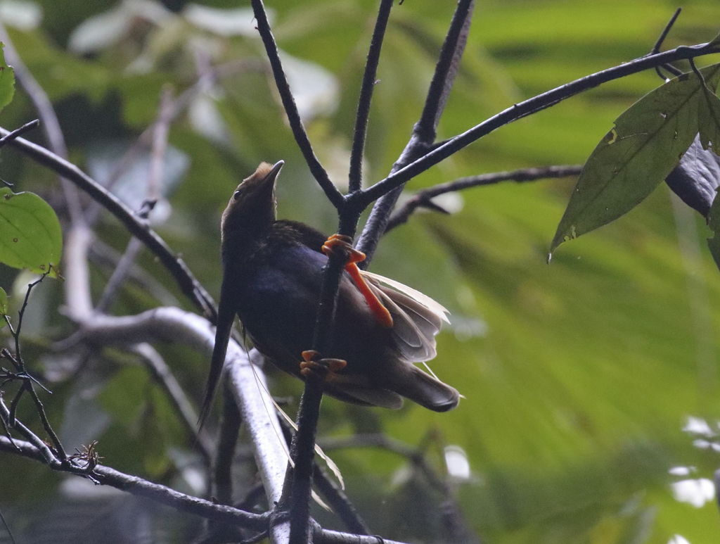 Wallace's Standardwing