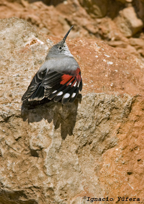 Wallcreeper