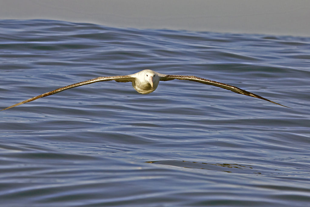 Wandering Albatross