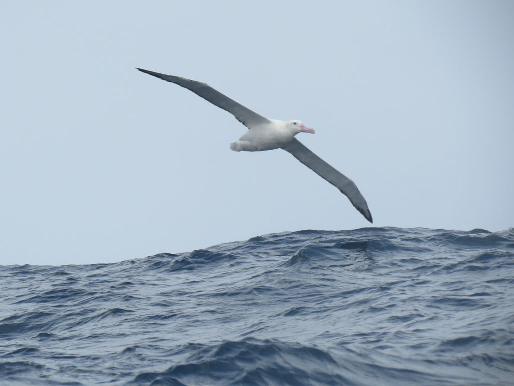 Wandering Albatross