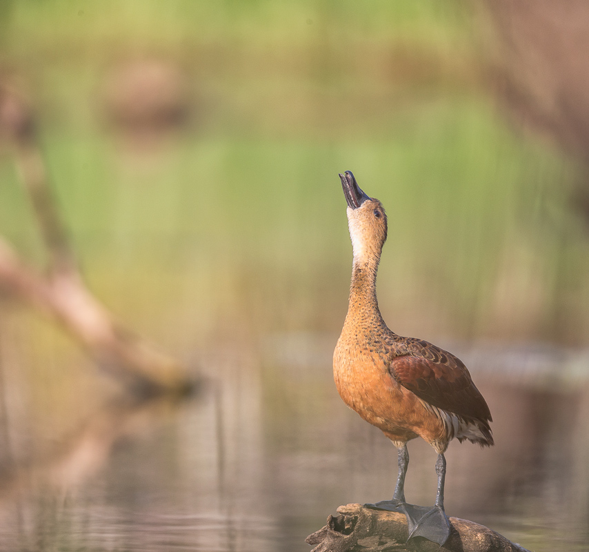 Wandering Whistling Ducks