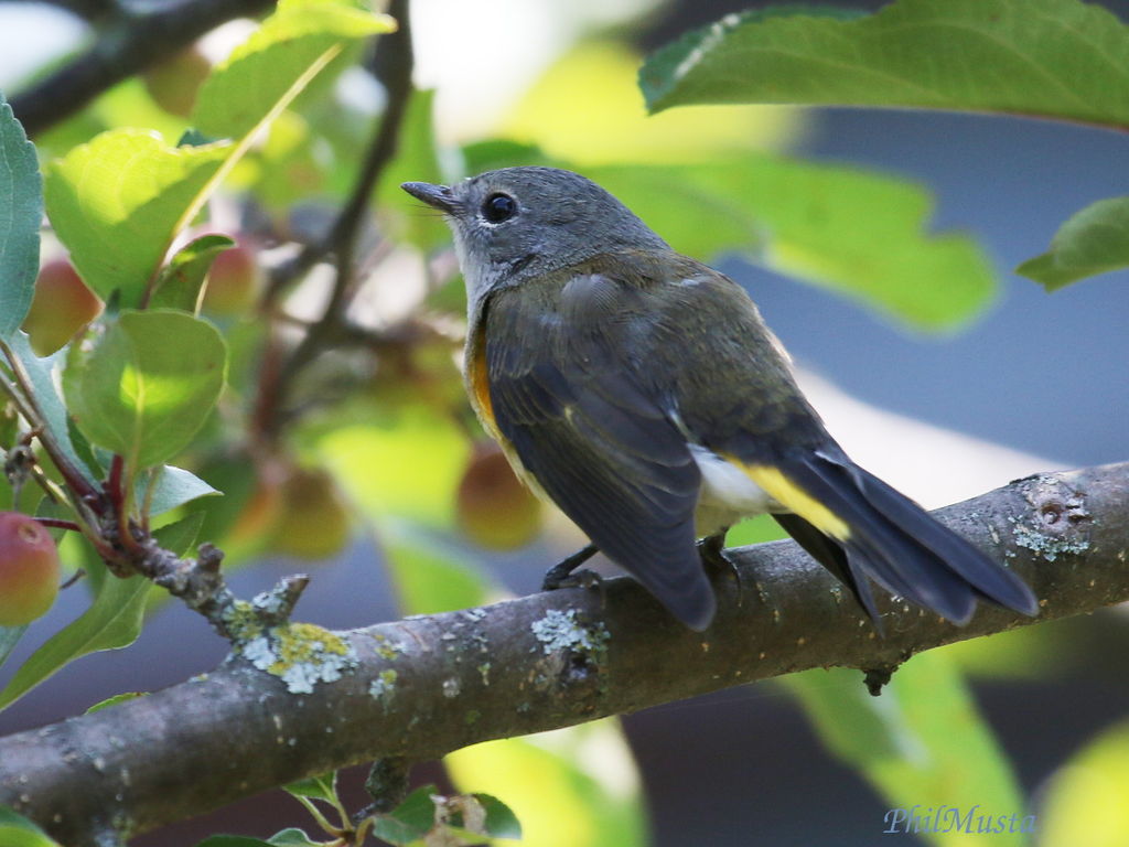 Warbler?